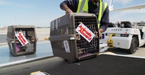 Promo image for Animals Aboard. An airport baggage handler carrying an animal crate with a label showing "Animals Aboard"
